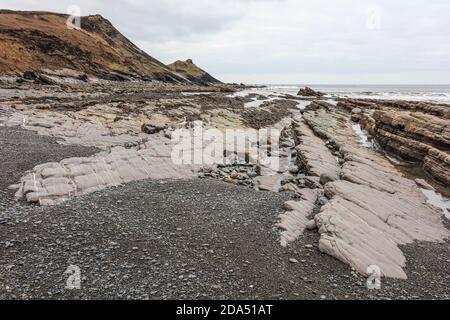 Millook Haven mostra il miglior esempio di difetti di chevron nelle isole britanniche. Foto Stock