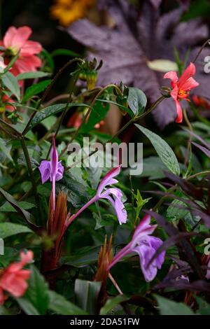 Roscoea purpurea spice island,fiori lilla,fiore viola,vistose orchidea-come fiori,fioritura,RM Floral Foto Stock