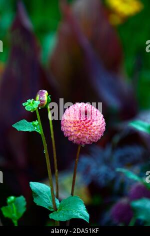 Dahlia Burlesca,dahlias,palla dahlia,arancio,corallo,corallo rosa,fiore,fiori,fioritura,perenne,perennials,giardino,RM Floral Foto Stock