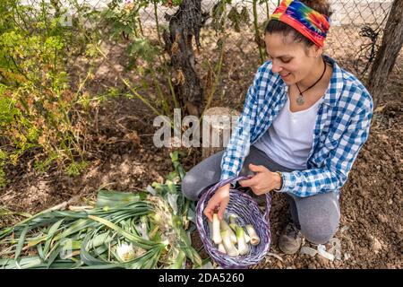 Giovane donna latina in camicia blu plaid picking porri con un cesto di vimini viola Foto Stock