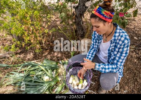 Giovane donna latina in camicia blu plaid picking porri con un cesto di vimini viola Foto Stock