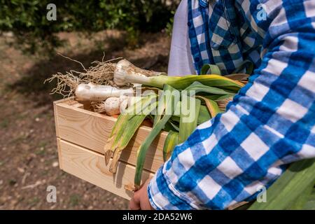 Ritratto delle mani di una giovane donna che porta porri e cipolle in una scatola di legno Foto Stock