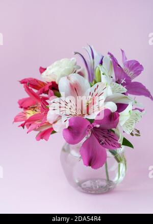 Bellissimi fiori colorati di Alstroemeria in piena fioritura con foglie verdi. Giglio peruviano. Bouquet di fiori su sfondo rosa. Foto Stock