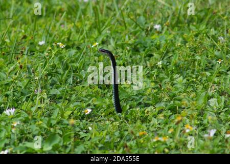 Un serpente nero schiocca la sua testa fuori dall'erba Foto Stock