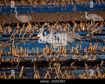 Sandhill gru di Staten Island preservare, California Foto Stock