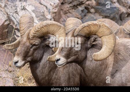 Mandria di pecore Bighorn in Waterton Canyon Colorado Foto Stock