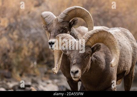 Mandria di pecore Bighorn in Waterton Canyon Colorado Foto Stock