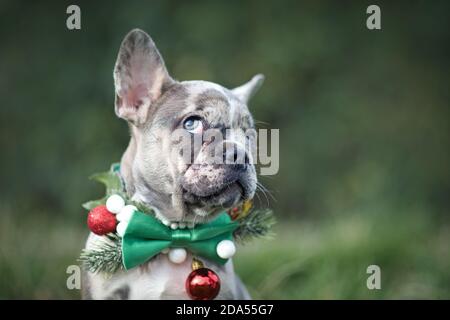 Divertente cucciolo di cane Bulldog francese colorato merle che indossa Natale stagionale colletto con fascetta verde su sfondo sfocato con copia spazio Foto Stock