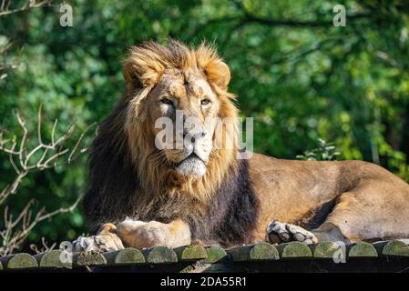 Leone leader del pack Foto Stock