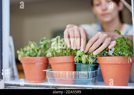 Donna che raccoglie le erbe coltivate in casa che crescono sul davanzale Foto Stock
