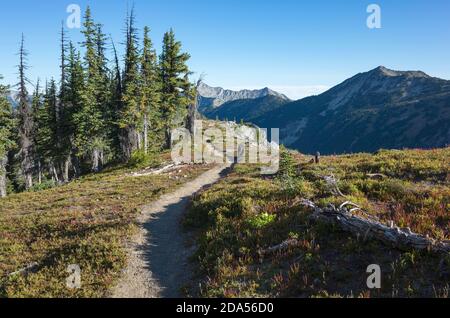 Un orso nero su una remota sezione del Pacifico Crest Trail Foto Stock