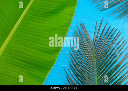 Verde cicad palma e banana plantain foglie piatte adagiato su sfondo di legno blu per un estate sfondo tropicale. Composizione del progetto vista dall'alto. Foto Stock