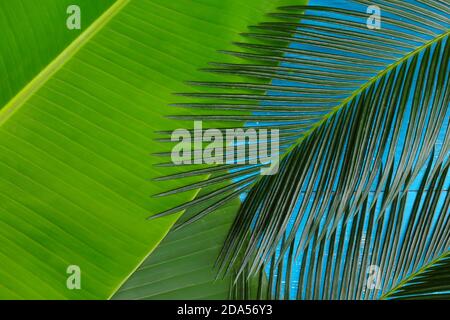 Verde cicad palma e banana plantain foglie piatte adagiato su sfondo di legno blu per un estate sfondo tropicale. Composizione del progetto vista dall'alto. Foto Stock