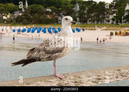 Un giovane gabbiano guarda senzatetto seduto sul molo di Binz, sull'isola di Rügen Foto Stock