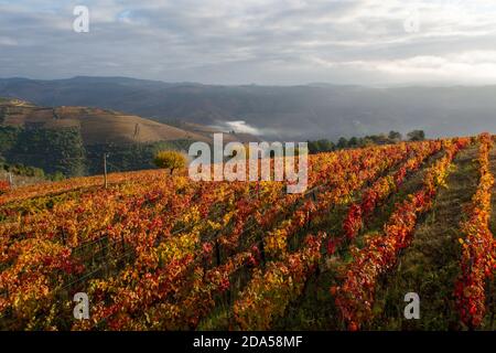 Colorato paesaggio autunnale della più antica regione vinicola del mondo Valle del Douro in Portogallo, diverse varietà di vitigni coltivati su vigneti terrazzati, pr Foto Stock