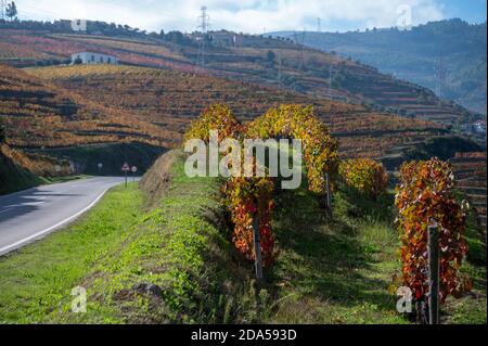 Colorato paesaggio autunnale della più antica regione vinicola del mondo Valle del Douro in Portogallo, diverse varietà di vitigni coltivati su vigneti terrazzati, pr Foto Stock