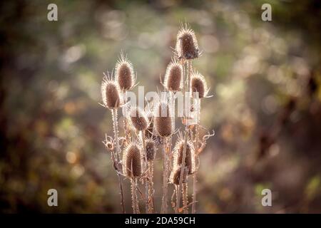 Cardo di latte marrone morto essiccato, in autunno e in inverno. Il tistolo, o marianio silibico, è un fiore selvatico a punta presente in Europa. Immagine di un br. Essiccato Foto Stock