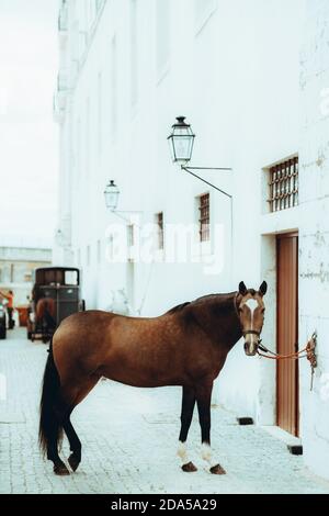 Immagine verticale di un bel cavallo ben curato di colore maroone, collegato alla parete in pietra di un antico edificio con finestre a graticcio e vecchia lan Foto Stock