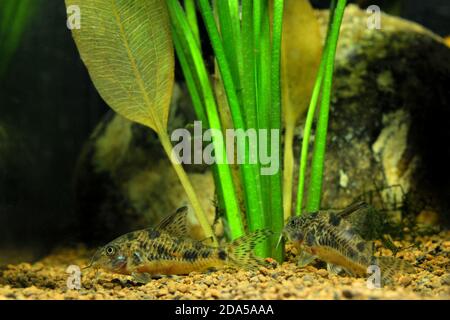 Pesci Corydoras di fronte a piante acquatiche. Si tratta di un pesce gatto d'acqua dolce e di un pesce di fiume. Foto Stock