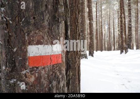 Strisce orizzontali rosse e bianche segnavia su corteccia di pino inverno nel Parco dell'Etna, Sicilia Foto Stock