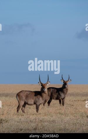 Africa, Kenya, Plateau di Laikipia, Distretto di frontiera settentrionale, Conservatorio di OL Pejeta. Defassa waterbuck (WILD: Kobus ellissiprymnus defassa) Foto Stock