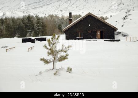 Giovane pino nell'altopiano di Galvarina innevato, sul backgrounf offuscato rifugio del Parco dell'Etna, Sicilia Foto Stock