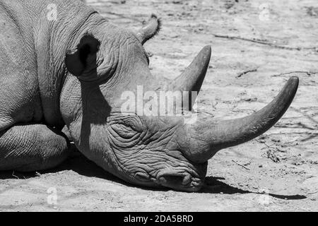 Africa, Kenya, Ol Pejeta Conservancy. Rinoceronte nero (SELVATICO: Diceros bicornis) aka specie a gancio, criticamente minacciata. Dettaglio testa B&N. Foto Stock