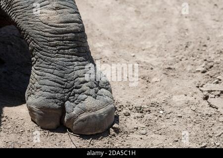 Africa, Kenya, Plateau di Laikipia, Conservatorio Ol Pejeta. Rinoceronte nero (SELVATICO: Diceros bicornis) aka specie a gancio, criticamente minacciata. Piede Foto Stock