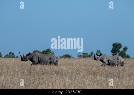 Africa, Kenya, Plateau di Laikipia, Distretto di frontiera settentrionale, Conservatorio di OL Pejeta. Rinoceronte nero (SELVATICO: Diceros bicornis) aka gancio-lipped, critica Foto Stock