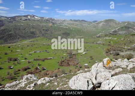 Vista vernale sul prato verde del Parco dei Nebrodi, Sicilia Foto Stock