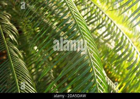 Piante esotiche tropicali sempreverde nel giardino botanico, foglie di palma da vicino, orizzontali, al coperto. Natura, freschezza Foto Stock