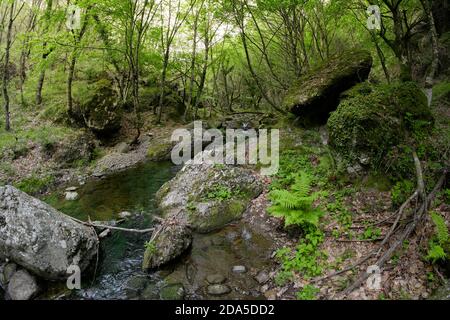 Verde felce e ruscello di montagna nel Bosco di Malabotta, Sicilia Foto Stock