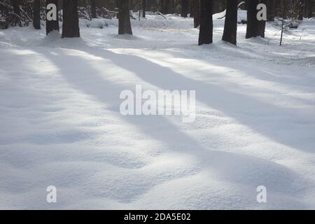 Ombre di alberi di foresta sulla neve appena caduta Foto Stock