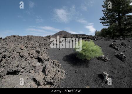 Pianta verde solitario colonizzare cenere vulcanica di cono di cenere nel Parco dell'Etna, Sicilia Foto Stock