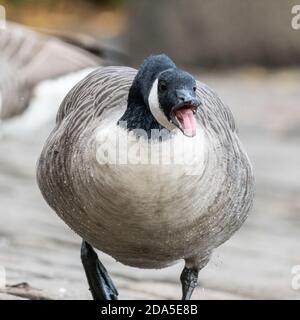 Canada oca sticking lingua fuori e sibilante, conflittuale, territoriale, uccello, Regno Unito Foto Stock