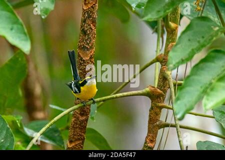 Boatbill Machaerirhynchus flaviventer Julatten, Queenlsland, Australia 3 novembre 2019 Adulto Machaerirhynchidae Foto Stock