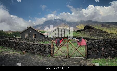 Ampia veduta del rifugio Galvarina con selle in pelle e cavalli sotto l'Etna, Sicilia Foto Stock