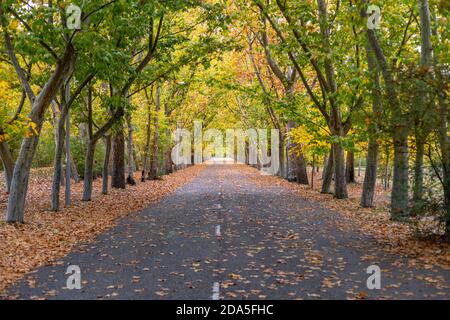 Strada autunnale circondata da grandi alberi di giallo e verde colori e foglie caduti a terra Foto Stock