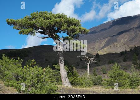 Grande pineta in linea arborea del Parco dell'Etna, Sicilia Foto Stock