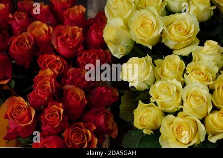 Varie rose colorate rosse e gialle in fiore sfondo a fiorista. Vivace fiore pastello in fiore. Rose in fiore per San Valentino. Foto Stock