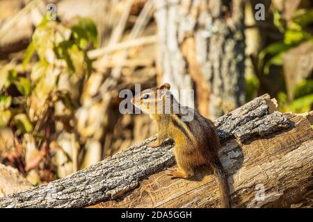 Un carino orientale chipmunk foraging per il cibo nella foresta. Foto Stock