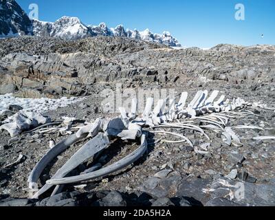 Ossa di balena ricostruite su Jugla Point, Isola di Wiencke, Antartide. Foto Stock