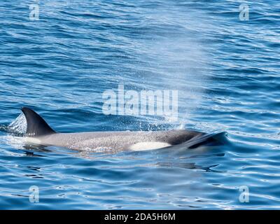 Tipo piccola balena killer B, Orcinus orca, superficie nello stretto di Gerlache, Antartide. Foto Stock