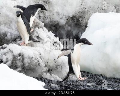 Adélie pinguino, Pigoscelis adeliae, colonia di riproduzione a Brown Bluff, Antartico Sound, Antartide. Foto Stock