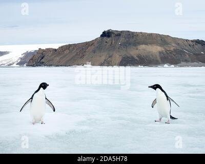 Adélie pinguini, Pigoscelis adeliae, su ghiaccio veloce vicino Devil'Isola, Weddell Mare, Antartide. Foto Stock