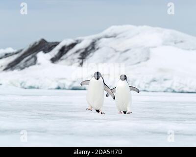 Adélie pinguini, Pigoscelis adeliae, su ghiaccio veloce vicino Devil'Isola, Weddell Mare, Antartide. Foto Stock