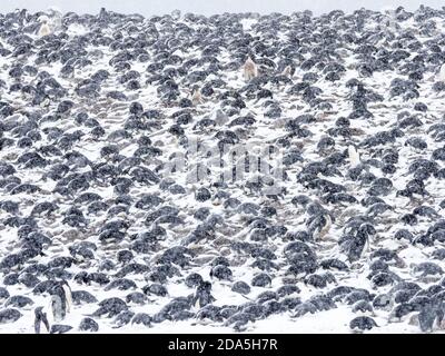 Adélie pinguino, Pigoscelis adeliae, colonia di riproduzione sull'isola di Paulet, Weddell Mare, Antartide. Foto Stock