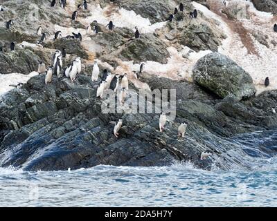 Pinguini Chinstrap, Pigoscelis antarcticus, ritorno al mare a Point Wild, Isola degli Elefanti, Antartide. Foto Stock