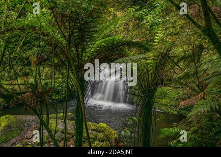 Bella cascata remota Catlins profondo in verde intenso nativo foresta pluviale e alberi di felce di punga Foto Stock