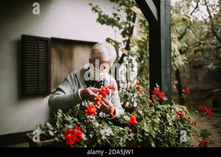 Nonna caucasica anziana con maschera facciale durante la quarantena Di epidemia COVID - 19 organizza fiori nel suo giardino Foto Stock